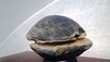 天山奇石—乌龟抱团
